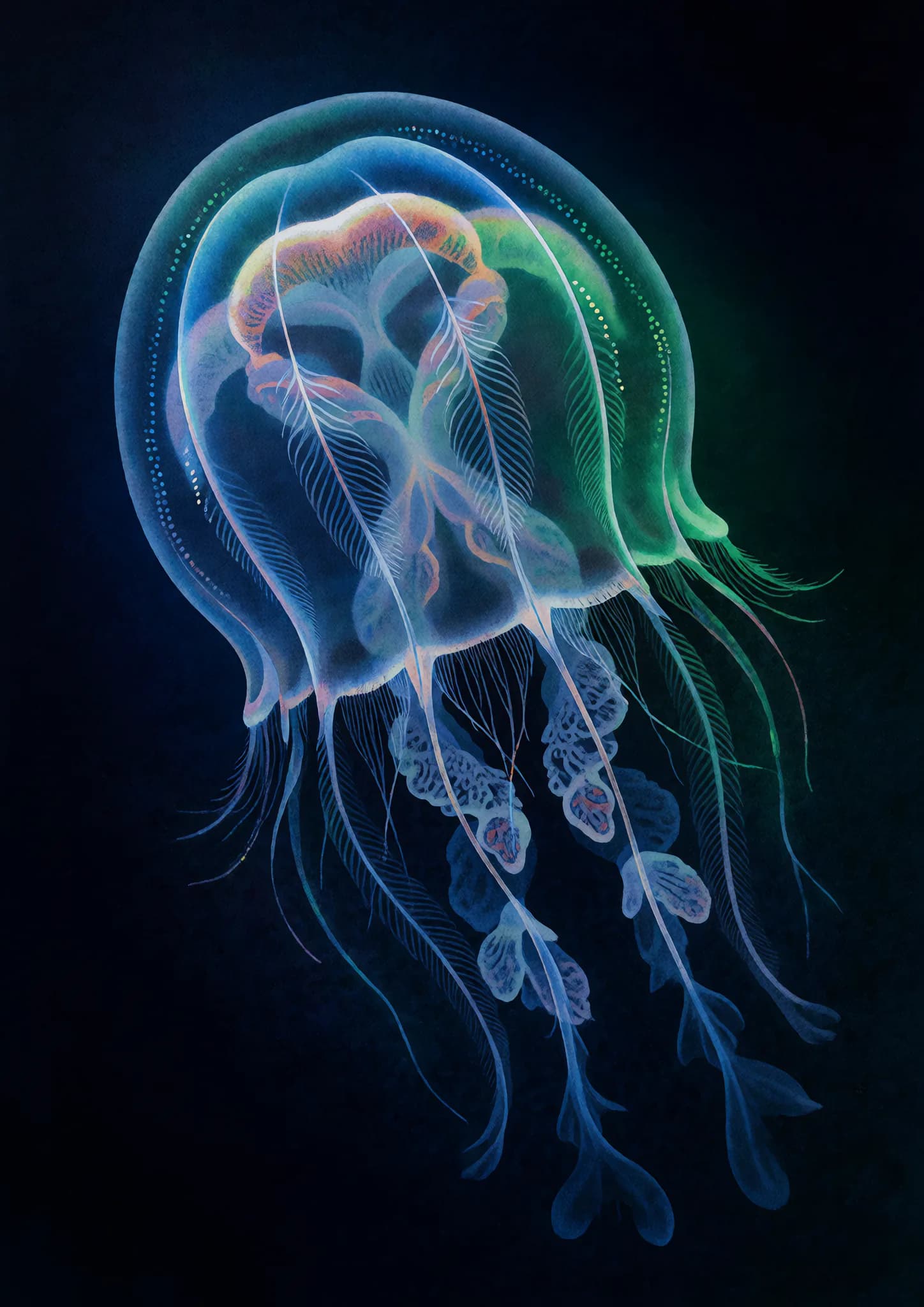 Comb Jelly Aurora II